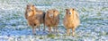 Group of sheep on the Cotswolds in winter - background banner image