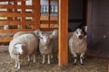 A group of sheep of different breeds stand in a pen and look into the camera.