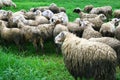 Group of sheep