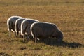 Sheep eating grass in autumn Royalty Free Stock Photo