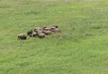 Group of sheep gazing, walking and resting on a green pasture in Altai mountains. Siberia, Russia