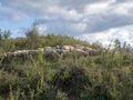 Group of sheep gazing, walking and resting on a green pasture in Altai mountains. Siberia, Russia