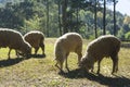 A group of sheep grazing in a field. Royalty Free Stock Photo