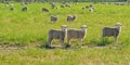 A group of sheep grazing in green meadows. Royalty Free Stock Photo