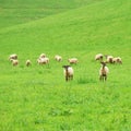 Group of sheep on a green pasture Royalty Free Stock Photo