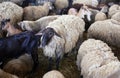 Group of sheep, lamb and goats in barn