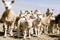 Group of sheep and lambs Royalty Free Stock Photo