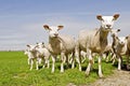 Group of sheep and lambs Royalty Free Stock Photo