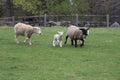 A group of sheep and lambs grazing in a Pasture in Spring