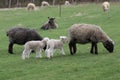 A group of sheep and lambs grazing in a Pasture in Spring