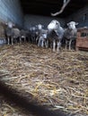 Group of sheep and lambs in the stable.  Farm scene in the countryside. Royalty Free Stock Photo