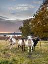 Group of sheep looking in camera