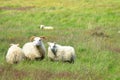 Group of sheep on a meadow in Iceland