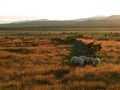 Group of sheep on a meadow during sunset, Norway