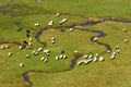 A group of sheep on a mountain river Royalty Free Stock Photo