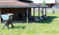 Group of sheep outside a barn.