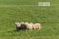 Group of Sheep Ovis aries Move Left Tightly Packed Royalty Free Stock Photo