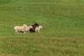 Group of Sheep Ovis aries Run Right in Field Royalty Free Stock Photo