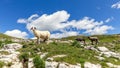 Group of sheep on a pasture in the Italian Alps Royalty Free Stock Photo