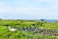 Group of sheep relaxing by the shore of Lake Myvatn