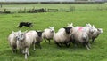 Group of sheep running together in a lush meadow Royalty Free Stock Photo