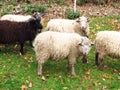 Group of sheep Royalty Free Stock Photo