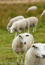 Group of sheep standing together and grazing on a farm pasture. Hairy, wool animals eating green grass in remote