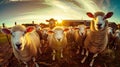 A group of sheep standing on top of a lush, green grass field Royalty Free Stock Photo