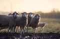 Sheep herd walking on farmland Royalty Free Stock Photo