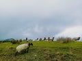 Group of sheep walking standing on hill