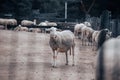 Group of sheep in a wooden sheepfold on farm