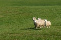 Group of Sheep (Ovis aries) Trot Left
