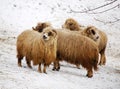 Group of sheeps Royalty Free Stock Photo