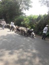 group of sheeps and goats running on indian street