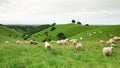 Group of sheeps grazing in the field