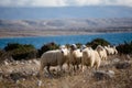 Group of sheeps on a meadow