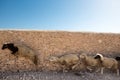 Group of sheeps running in Morocco Royalty Free Stock Photo