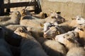 Group of sheeps in a sheepfold Royalty Free Stock Photo