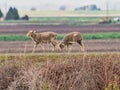 The Group of Sheeps walking through the field Royalty Free Stock Photo
