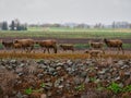 The Group of Sheeps walking through the field Royalty Free Stock Photo