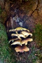 Group of shelf fungi grown on the bark of a tree