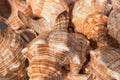 Group shell of sea snail, dried Royalty Free Stock Photo