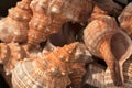 Group shell of sea snail, dried Royalty Free Stock Photo