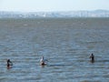 Group of shellfish gatherers collecting shellfish