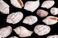 Group of she shells of marine snails isolated on black background