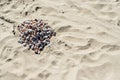 Group of Shells on Wet Sand Copy Space with selective focus