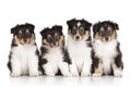 Group of Shelti puppies