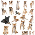 Group of shiba inu