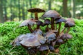 Group of shiny dark mushrooms on an old tree stump Royalty Free Stock Photo