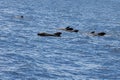 Group of short finned pilot whales, Globicephala macrorhynchus